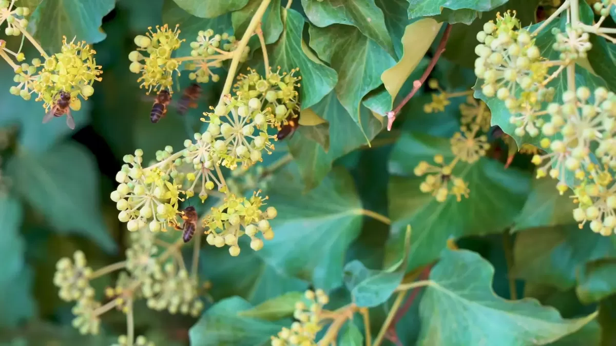 квіти липи, бджоли